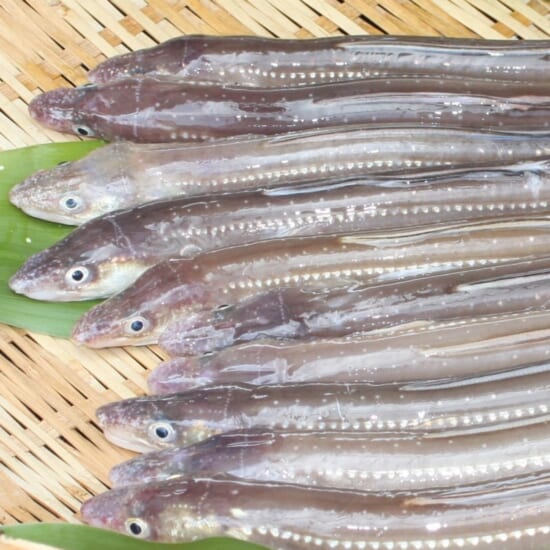 煮あなご膳 | 長崎県産品データベース